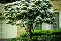 white-kousa-dogwood-1